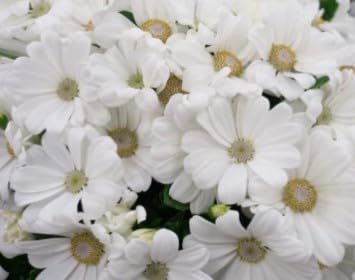 Flower Seeds, Seeds for Planting, Plant Seeds