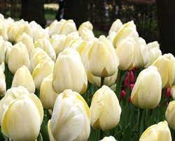 Flower Seeds, Seeds for Planting, Plant Seeds