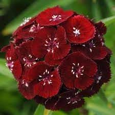 heirloom non flower seeds