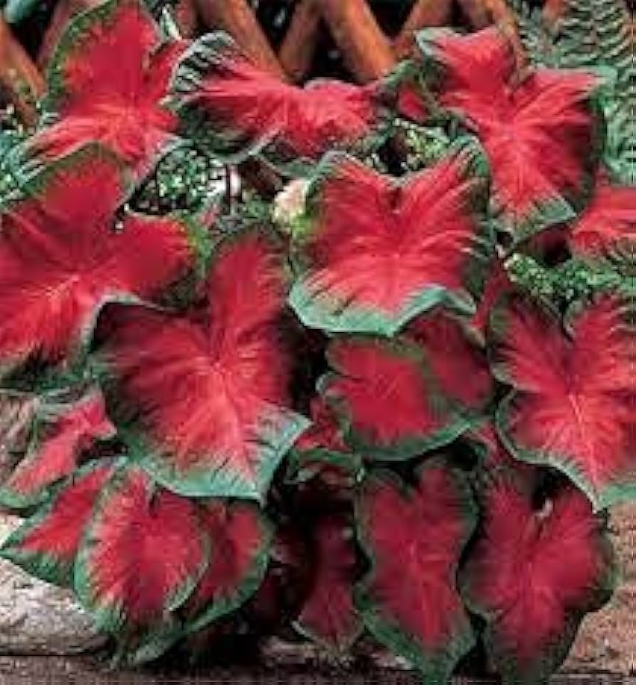 Caladium Bicolor Pale Red Flower Seeds for Planting 100 pcs