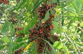 Pea Rosary Plant Seeds for Planting