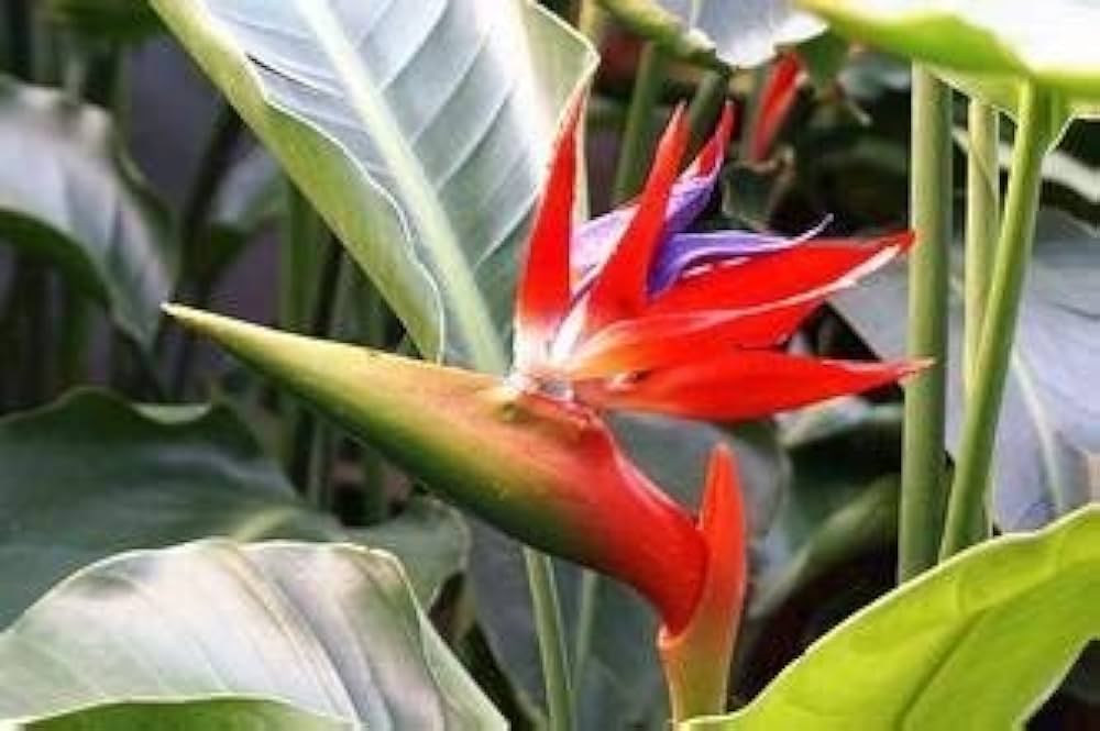 Heirloom Non-GMO Red Strelitzia Reginae Flower Seeds for Planting – Exotic Bird of Paradise, High Germination