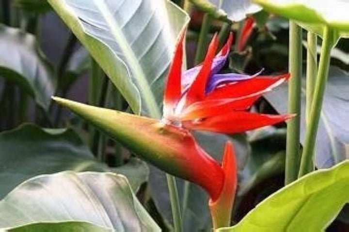 Heirloom Non-GMO Red Strelitzia Reginae Flower Seeds for Planting – Exotic Bird of Paradise, High Germination