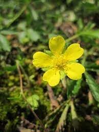 Flower Seeds, Seeds for Planting, Plant Seeds