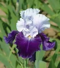 iris flower flower seeds