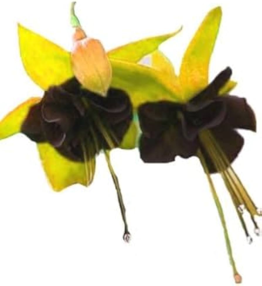 Black Green Fuchsia Flower Seeds for Planting - 100 pcs