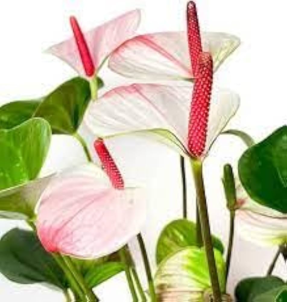 Bland Anthurium blomsterfrø til plantning - 100 stk