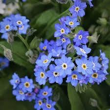 alpine vergissmeinnicht flower seeds