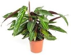 Flower Seeds, Seeds for Planting, Plant Seeds