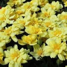Flower Seeds, Seeds for Planting, Plant Seeds