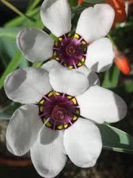 Flower Seeds, Seeds for Planting, Plant Seeds