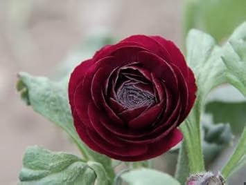 Flower Seeds, Seeds for Planting, Plant Seeds