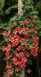 heirloom scottish flower seeds