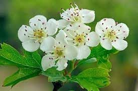 monogyna flower flower seeds
