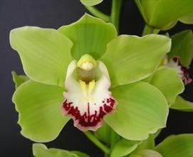 Flower Seeds, Seeds for Planting, Plant Seeds