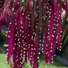 red mistletoe flower seeds