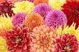 marigold flower flower seeds