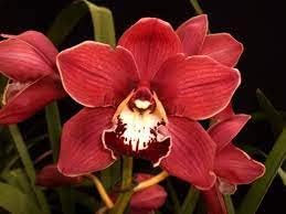 red cymbidium flower seeds