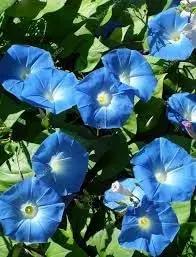 giant moon flower seeds