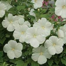 Flower Seeds, Seeds for Planting, Plant Seeds