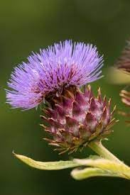 cynara flower flower seeds