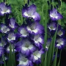 Flower Seeds, Seeds for Planting, Plant Seeds