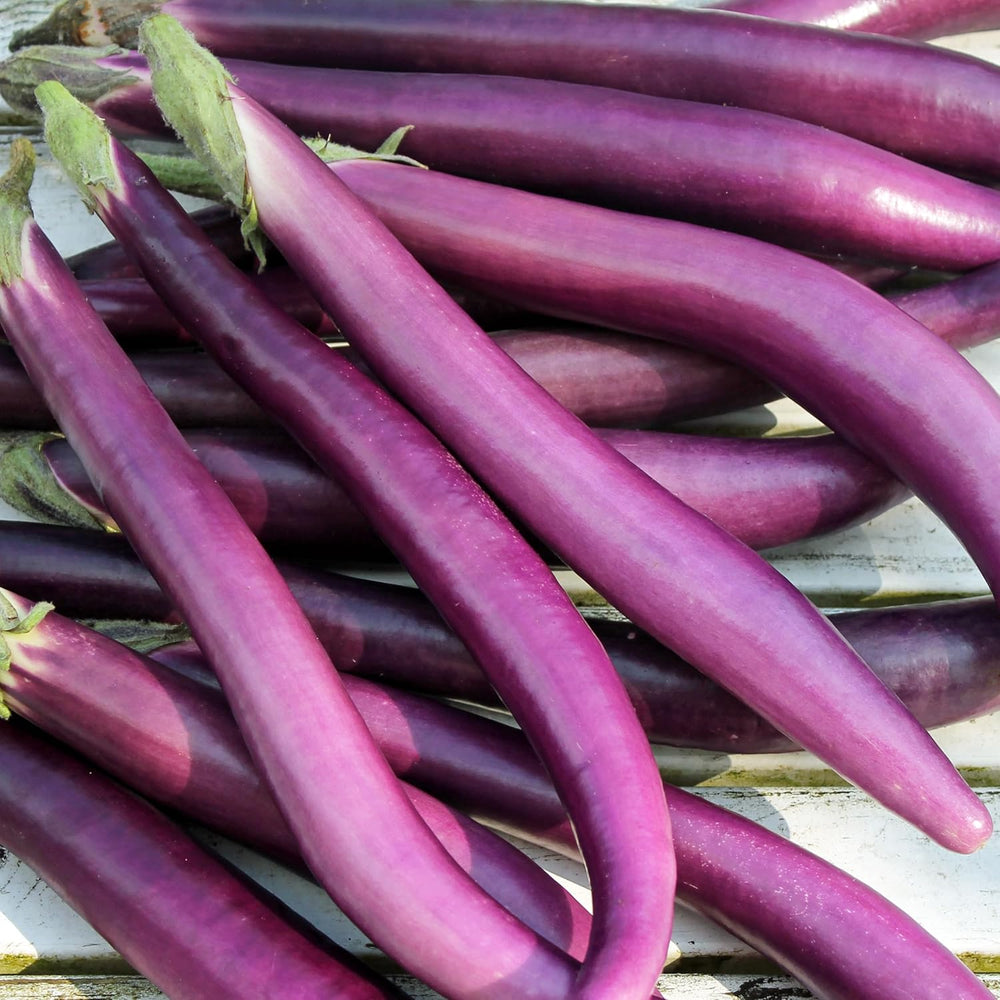 Aubergine Seeds for Planting