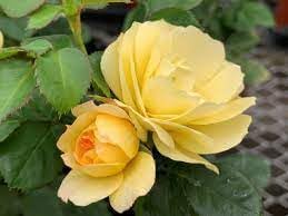 roses flower flower seeds