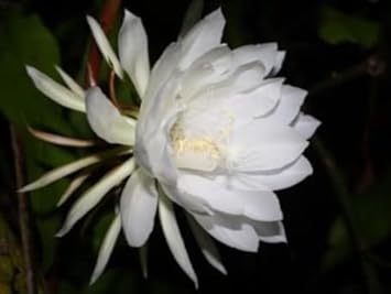 Flower Seeds, Seeds for Planting, Plant Seeds