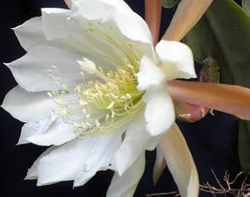 Flower Seeds, Seeds for Planting, Plant Seeds