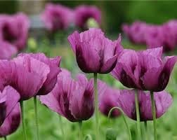 Flower Seeds, Seeds for Planting, Plant Seeds