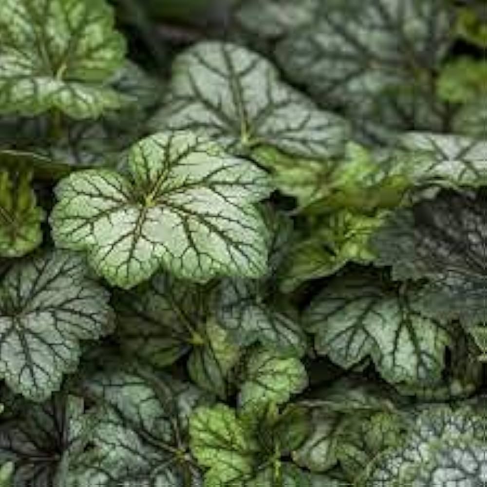 heuchera color flower seeds