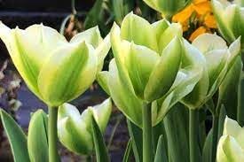 Flower Seeds, Seeds for Planting, Plant Seeds