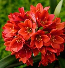 clivia flower seeds Miniata Clivia Flower Seeds for Planting – Organic, Heirloom & Non-GMO – Neeraseeds