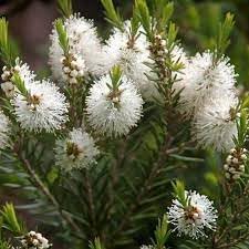 melaleuca flower flower seeds