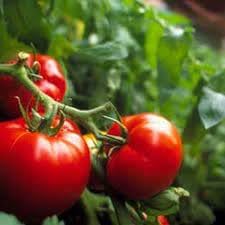 Better Boy Tomato Seeds for Planting