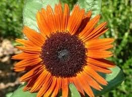 Heirloom Non-GMO Sunflower Seeds for Planting