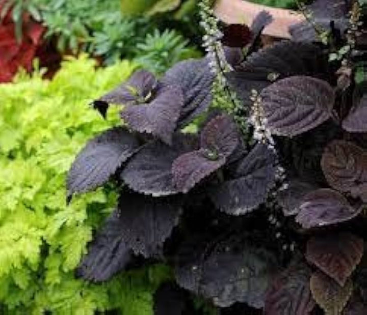 Coleus Plant Seeds Black for Planting - 100 pcs