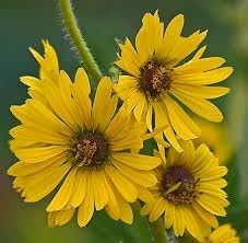 spring madia flower seeds