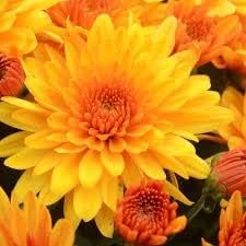yellow orange flower seeds