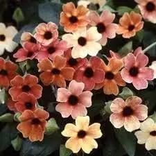 red thunbergia flower seeds