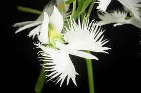 egret orchid flower seeds