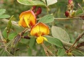 cajanus flower flower seeds