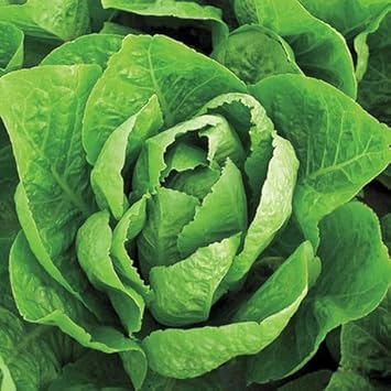 Jericho Lettuce Seeds for Planting