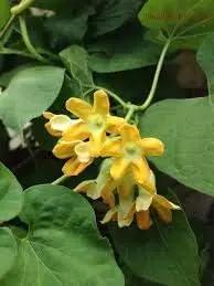 heirloom telosma flower seeds