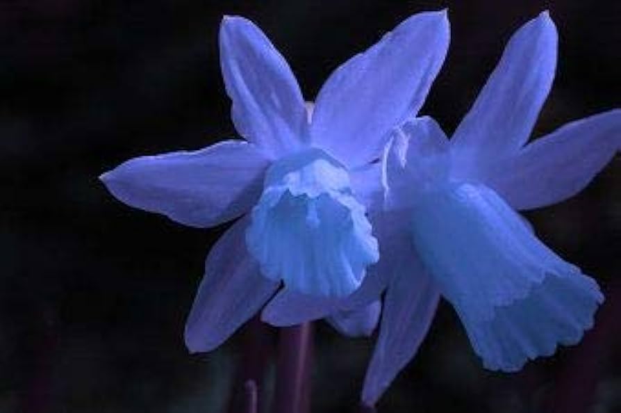 Friske Narcissus Blomsterfrø til udplantning, lyseblå 100 stk