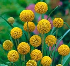 globosa flower flower seeds