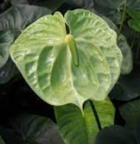 Flower Seeds, Seeds for Planting, Plant Seeds