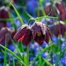 fritillaria flower flower seeds