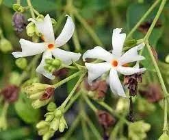 coral jasmine flower seeds